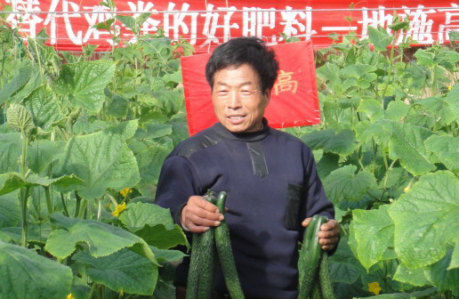 内黄黄瓜