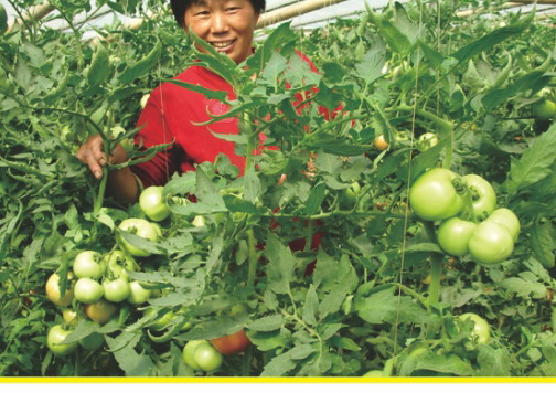 原阳番茄