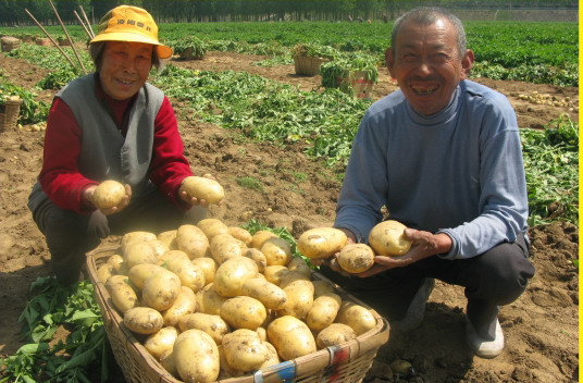 通许土豆