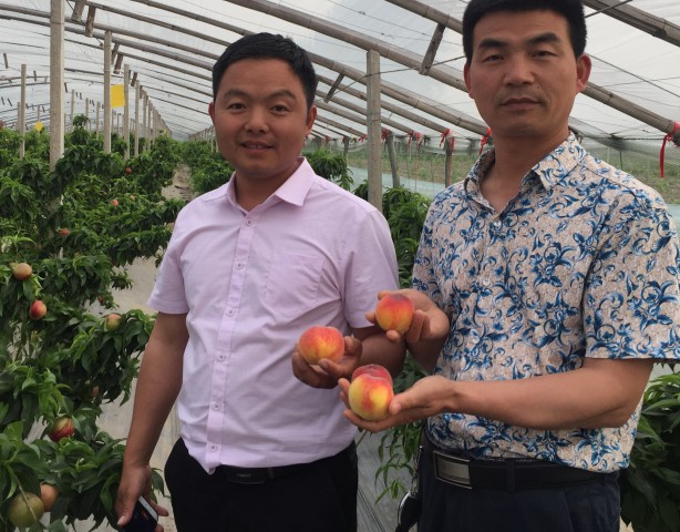 夏邑桃