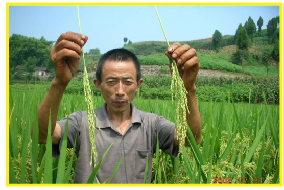 达州水稻