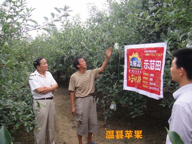温县苹果