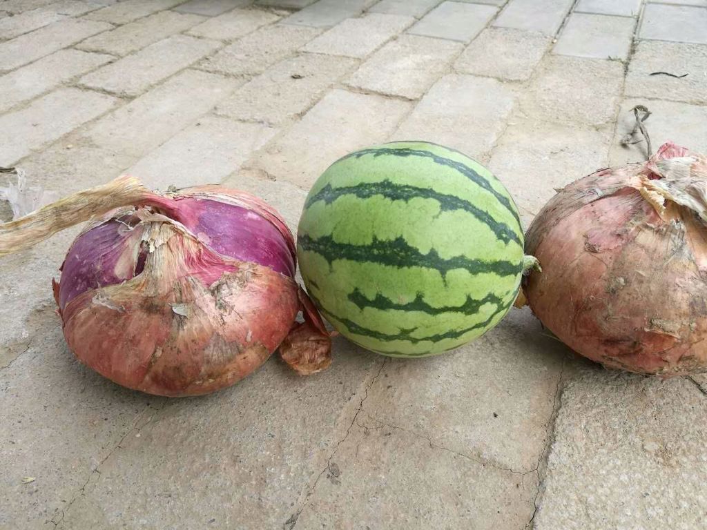 洋葱
