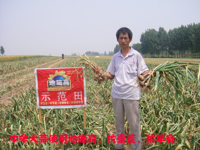 中牟大蒜地施高示范田