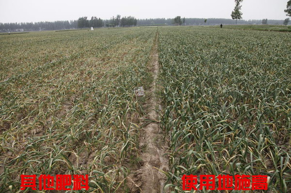 大蒜对比照片